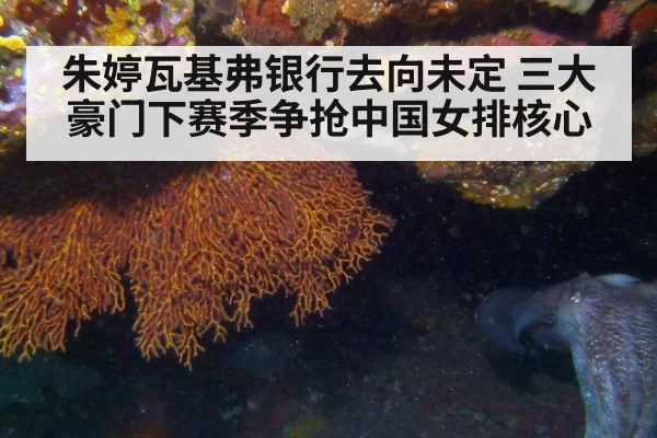 朱婷瓦基弗银行去向未定 三大豪门下赛季争抢中国女排核心
